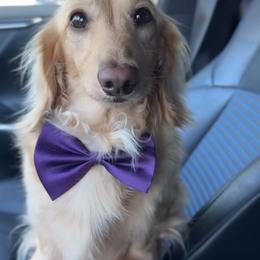 Cannoli - Dachshund