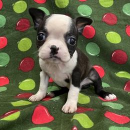 Dana - Black brindle and white female Boston Terrier puppy in Fillmore, Illinois from Wind Hill Puppies