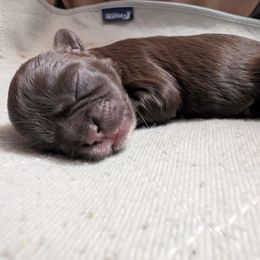 Shih Tzu Puppies from Sweetz Kennelz