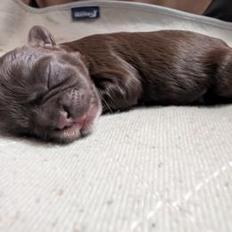 Shih Tzu Puppies from Sweetz Kennelz