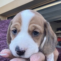 Swayze - Piebald female Dachshund puppy in New Smyrna Beach, Florida from J & L Mini D’s