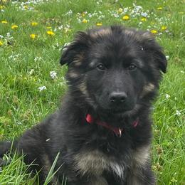 German Shepherds and Pomskies from K9Phenom