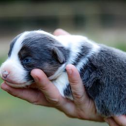 Seven - Blue female Pembroke Welsh Corgi puppy in Star City, Arkansas from Say When Corgi Co.