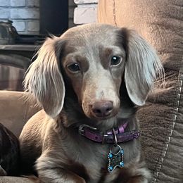 Jovie-AKC - Dachshund