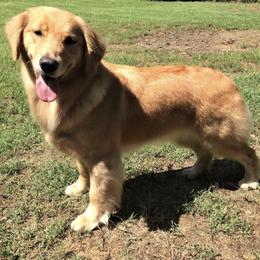 Golden Retrievers from Rusty Creek Retrievers