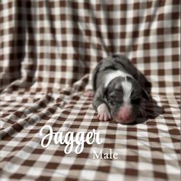Jagger - Blue merle male Australian Shepherd puppy in San Tan Valley, Arizona from SJR AUSSIES