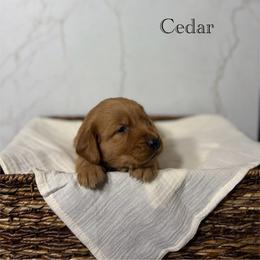 Cedar - Golden male Golden Retriever puppy in Fruitland, Idaho from Bethel Retrievers