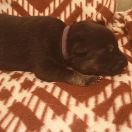 Purple - Black and tan male German Shepherd puppy in Dawsonville, Georgia from Vom Aussenseiter