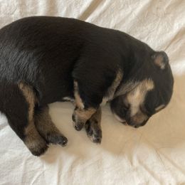 Miniature Australian Shepherd Puppies from Southern Maine Aussies