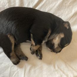 Miniature Australian Shepherd Puppies from Southern Maine Aussies
