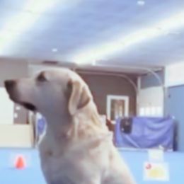 Labrador Retriever adult dog