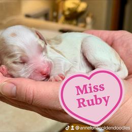 Ruby - Parti female Goldendoodle puppy in Great Falls, Montana from AnneLuna Goldendoodles