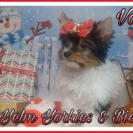 Valare - Black tan and white Biewer Terrier puppy in Yelm, Washington from Yelm Biewers