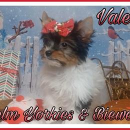 Valare - Black tan and white Biewer Terrier puppy in Yelm, Washington from Yelm Biewers