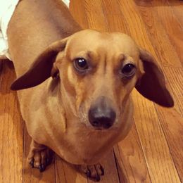 Annie - Dachshund