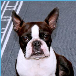 Rowdy - Boston Terrier