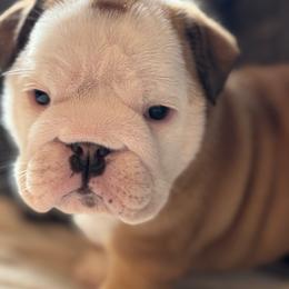 Jessie - Red and white female Bulldog puppy in Fayettville Ar, Arkansas from Ozark Bulldogs