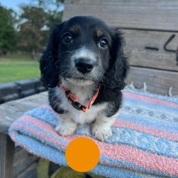 Black and tan boy - Black and tan male Dachshund puppy in Greasy, Oklahoma from 4E Dachshunds