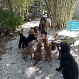 Poodle Puppies from FurEver Poodles