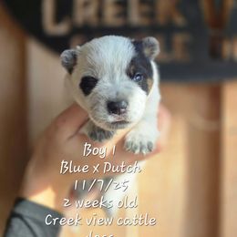 Boy 1 - Blue male Australian Cattle Dog puppy in Monroe, North Carolina from Creek View Cattle Dogs