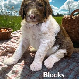 Blocks - Parti male Goldendoodle puppy in Ellenburg Center, New York from Kristin's Puppies