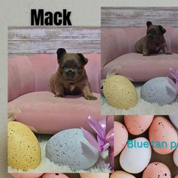 Mack - Blue male French Bulldog puppy in North Branch, Minnesota from Halverson Bulldogges