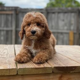 Maple - Red  male Goldendoodle puppy in Palmetto Bay, Florida from SOMIDOODLES