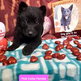 Pink Collar Female - Black female German Shepherd puppy in Cadet, Missouri from Working Valley Shepherds