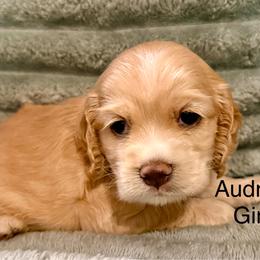 Audrey - Buff female Cocker Spaniel puppy in Sumter, South Carolina from Cocker Eclipse In Home Kennel