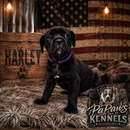 Harley - Black female Cane Corso puppy in El Paso, Texas from PaPaws Gotta Love It Kennels