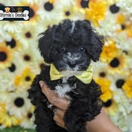 Goldendoodle and Shihpoo Puppies from Bellady's Shihpoos