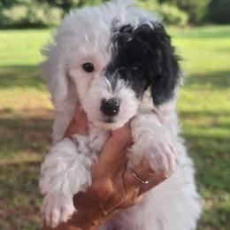 Puddle - Parti male Poodle puppy in Wanette, Oklahoma from Barker's Curly Bears