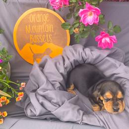 Female 2 - Black and brown female Basset Hound puppy in Robbins, Tennessee from Orange Mountain Basset Hounds