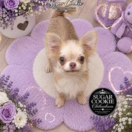 Isabella - Fawn female Chihuahua puppy in Lucas, Texas from Sugar Cookie Chihuahuas
