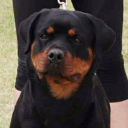 Aisley - Rottweiler