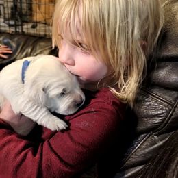 Golden Retriever Puppies from SDG Goldens