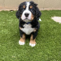 Bernedoodle and Bernese Mountain Dog Puppies from Sage Hills Bernedoodles