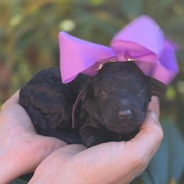 Lollygag - Purple Collar - Black female Poodle puppy in Springfield, Oregon from Valaurah Farms