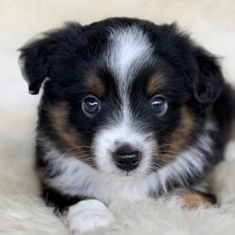 Aussiedoodle and Toy Australian Shepherd Puppies from Bar 4 Aussies