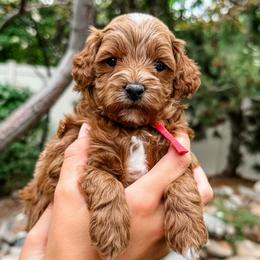 Hudson - Red  male Goldendoodle puppy in Pleasant Grove, Utah from Destination Doodles