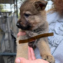 A1-2 Sable Boy - Lt. Blue (formerly Lt. Grn then Brown) - Sable male German Shepherd puppy in Lincoln, California from Valor-K9s