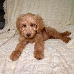 F1B Goldendoodle Biscuit - Red  male Goldendoodle puppy in Redding, California from Casa Delarosa Collective Poodles & Doodles