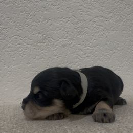 Boy 1 - Black and silver male Miniature Schnauzer puppy in Seagoville, Texas from JC miniature schnauzers