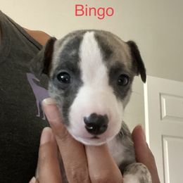 Whippet Puppies from Infinity Whippets