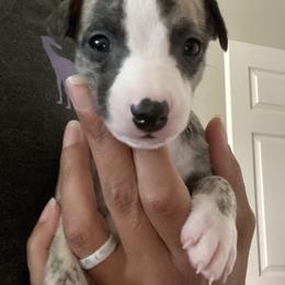 Whippet Puppies from Infinity Whippets