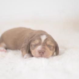 Chase -- AKC Cream - Cream male Dachshund puppy in Neosho, Missouri from A Walk In The Park