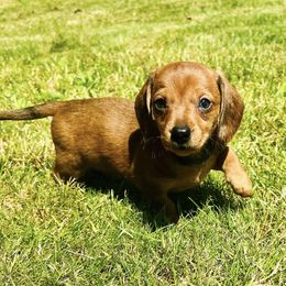 Dachshunds from Michiana Dachshunds