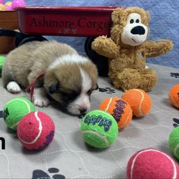 Odin - Sable male Pembroke Welsh Corgi puppy in Apison, Tennessee from Ashmore Corgis