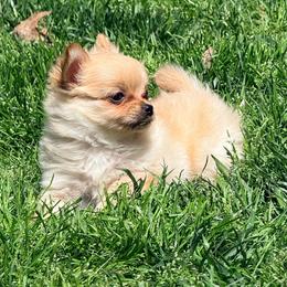 Fuji Pomchi (tiny) - Blue fawn male Chihuahua puppy in Seneca, Missouri from Stephanie’s Puppy Colony
