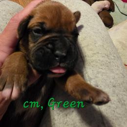 Green male, classic fawn - Fawn male Boxer puppy in Farmington, Pennsylvania from Impression's Boxers